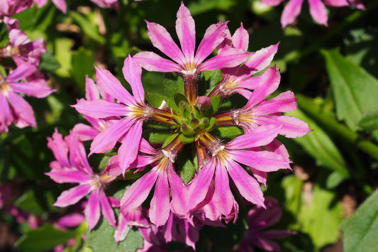 Pink Scaevola