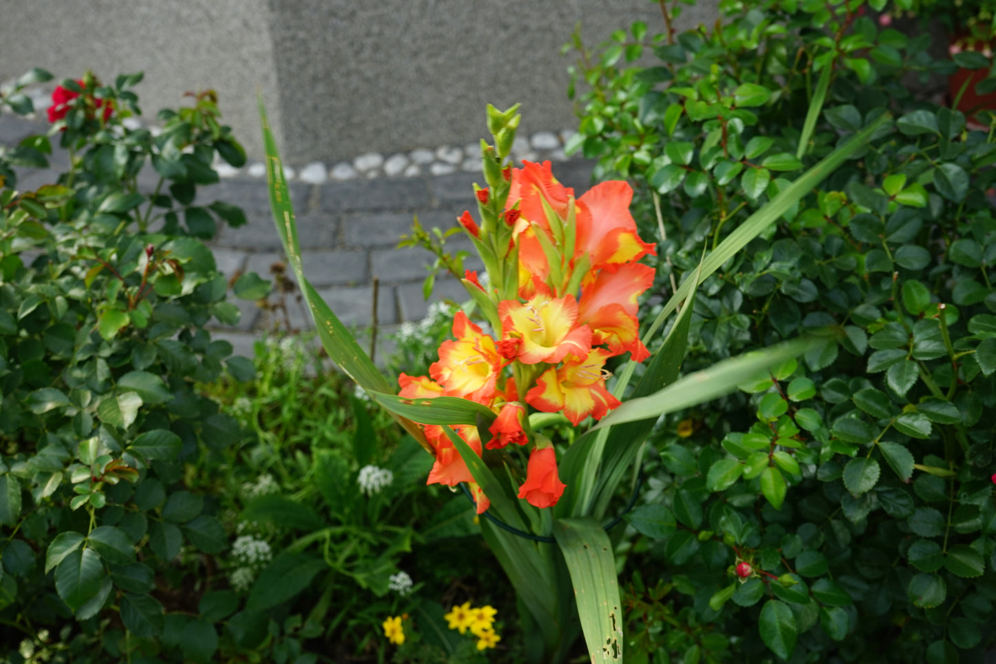 Princes Margaret Rose Gladiolus