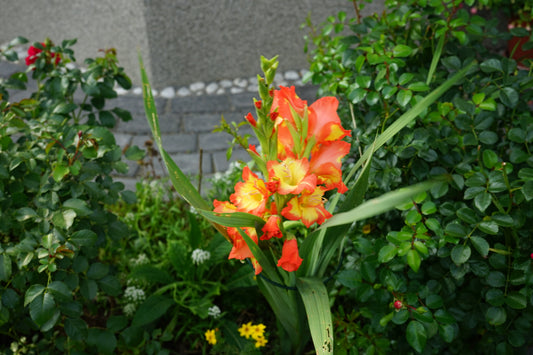 Princes Margaret Rose Gladiolus