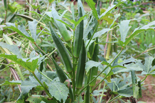 Okra