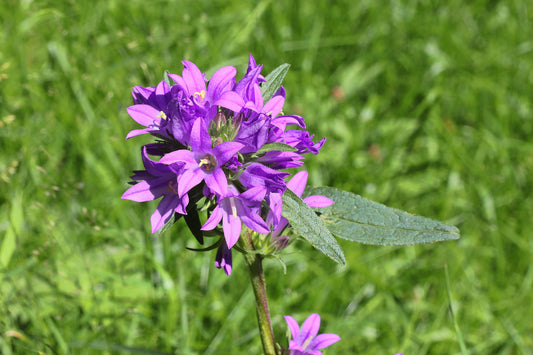 Clustered Bellflower