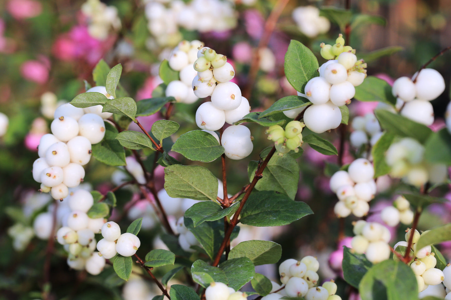 White Snowberry