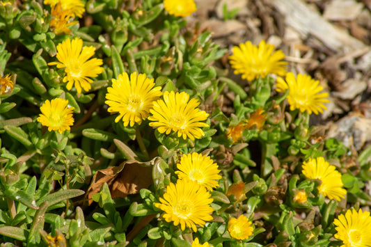 Ice Plant