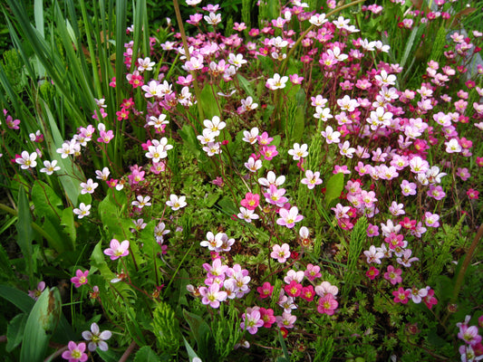 Floral Carpet Saxifrage