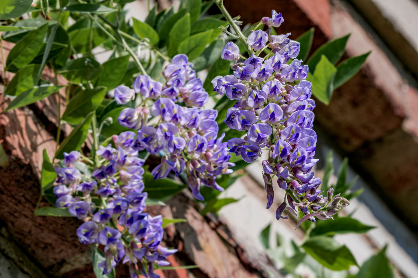 Wisteria Summer Cascade 'Betty Matthews'