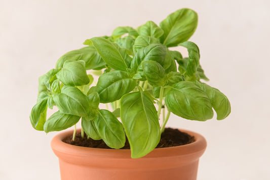 Tri-Basil Bowl