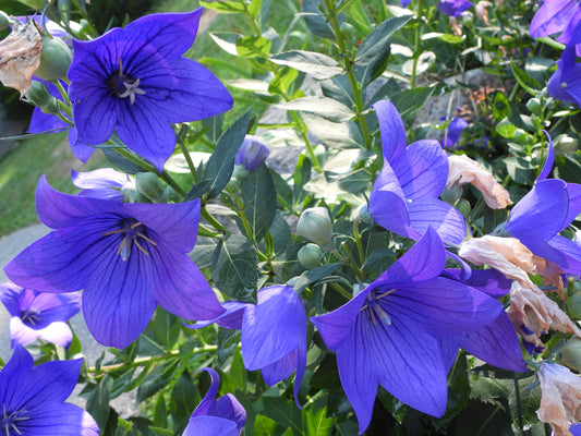 Fuji Blue Balloon Flower