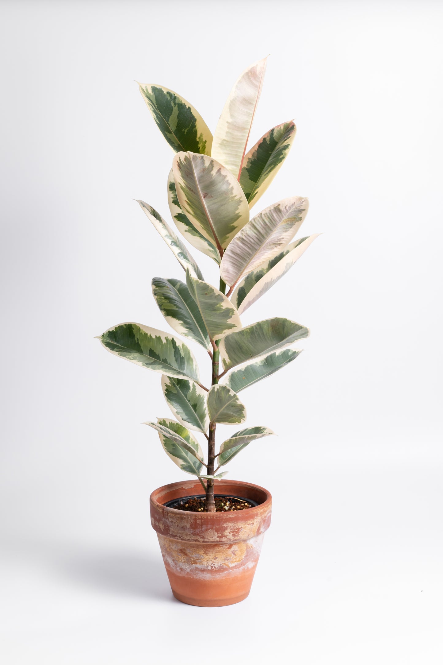 Variegated Rubber Plant