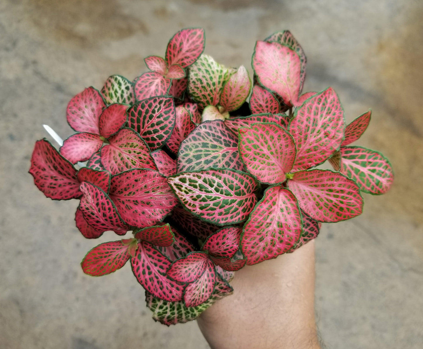 Fittonia