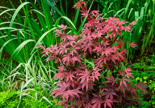 Emperor I Japanese Maple