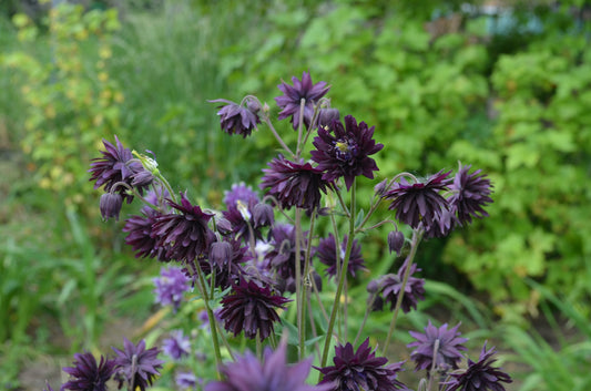 Columbine Ancolie Black Barlow