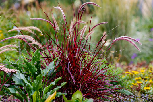 Purple Fountain Grass