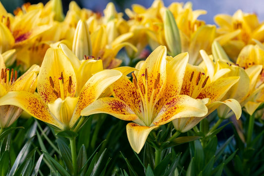 Tiny Nugget Asiatic Lily