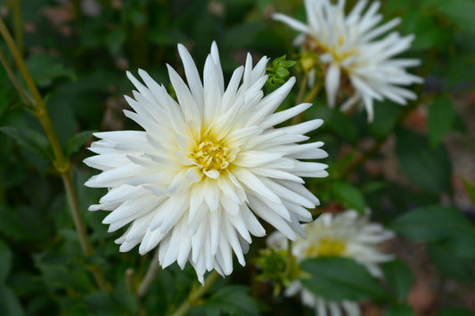 Semicactus My Love Dahlia