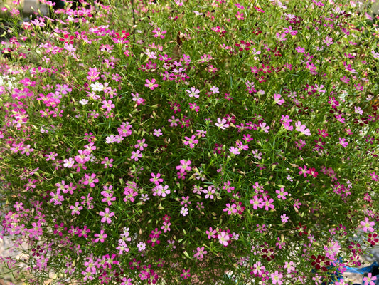 Baby's Breath
