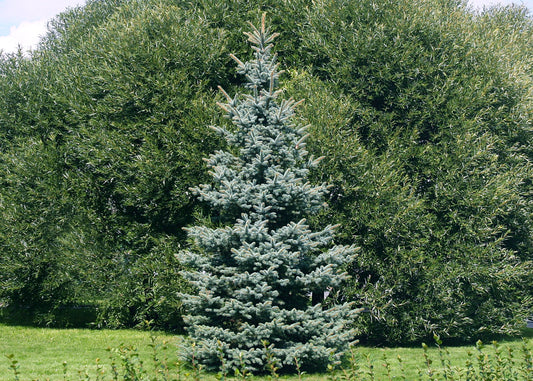 Colorado Blue Spruce