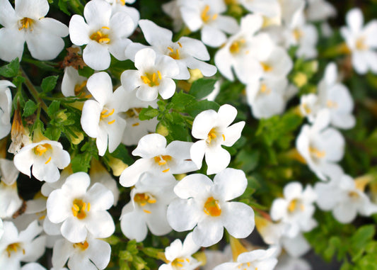 White Bacopa