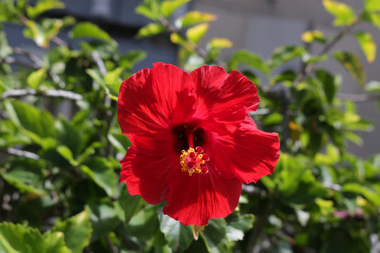 White Hibiscus Assorted