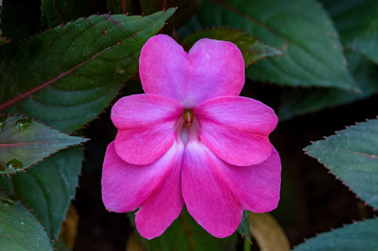 Purple Star Petticoat New Guinea Impatiens