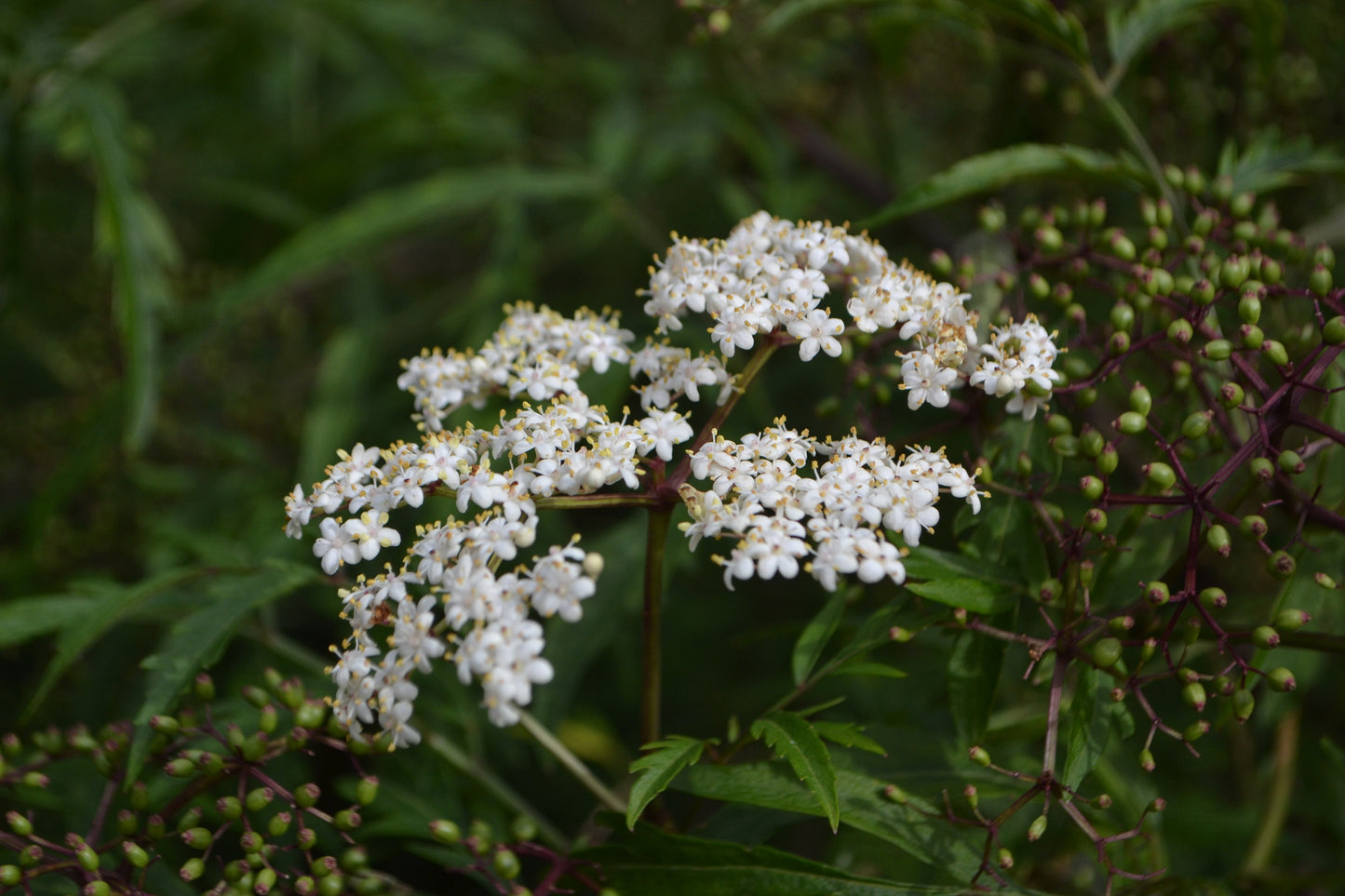 Sambucus canadensis (Elderberry)