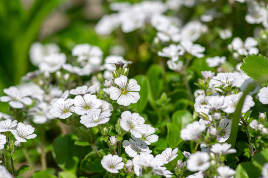 Gypsophila Cerastoides