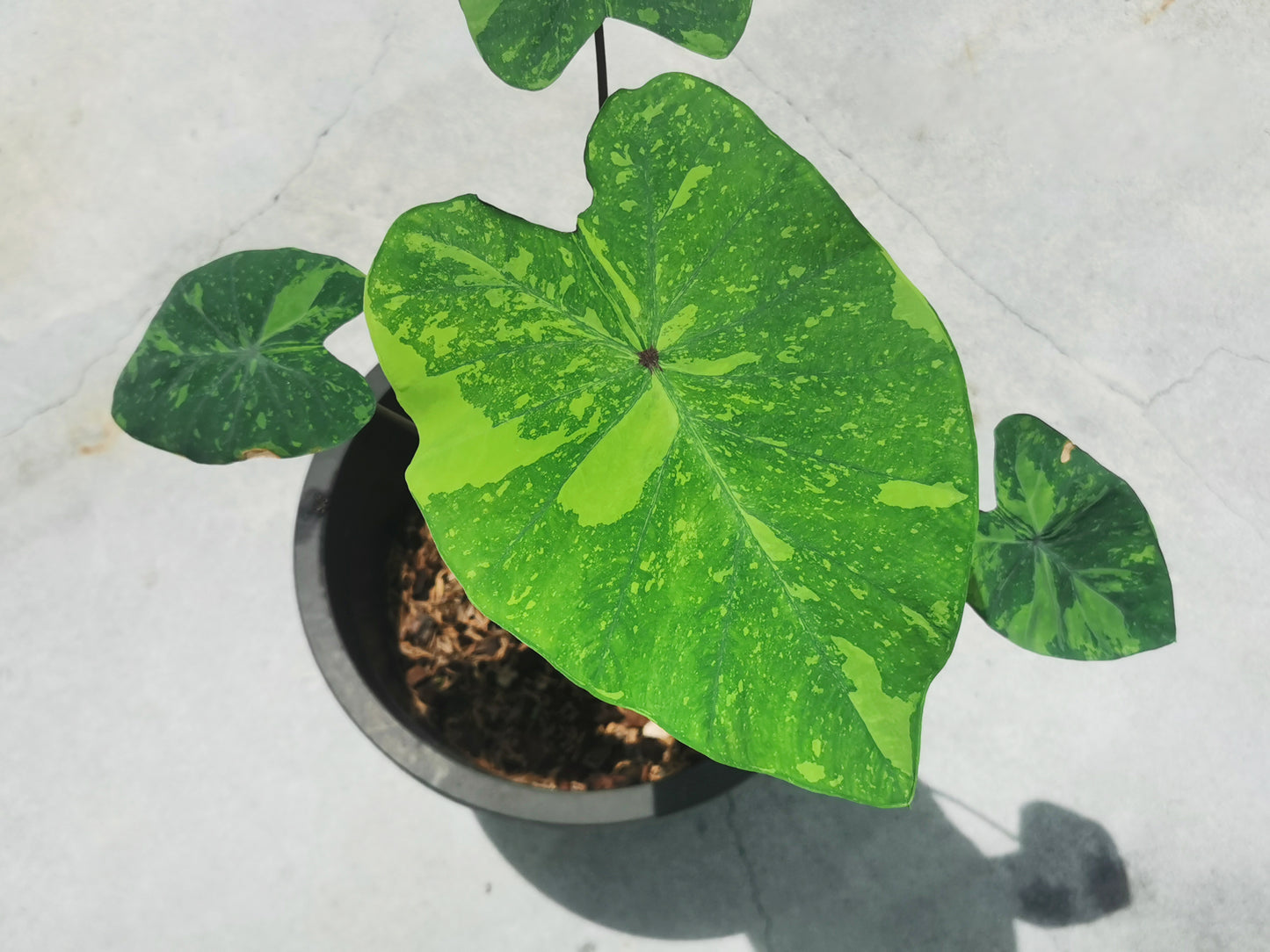 Colocasia Lemon Lime Gecko