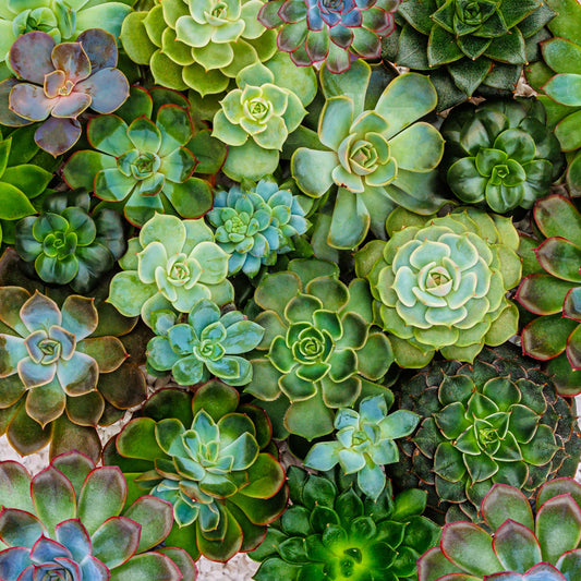 Sempervivum Assorted