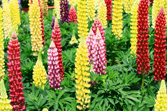 Woodfield Hybrids Mix Lupine