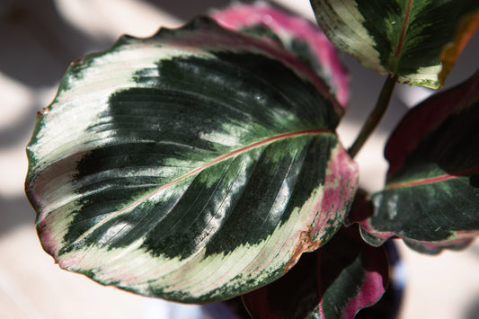 Calathea Medallion
