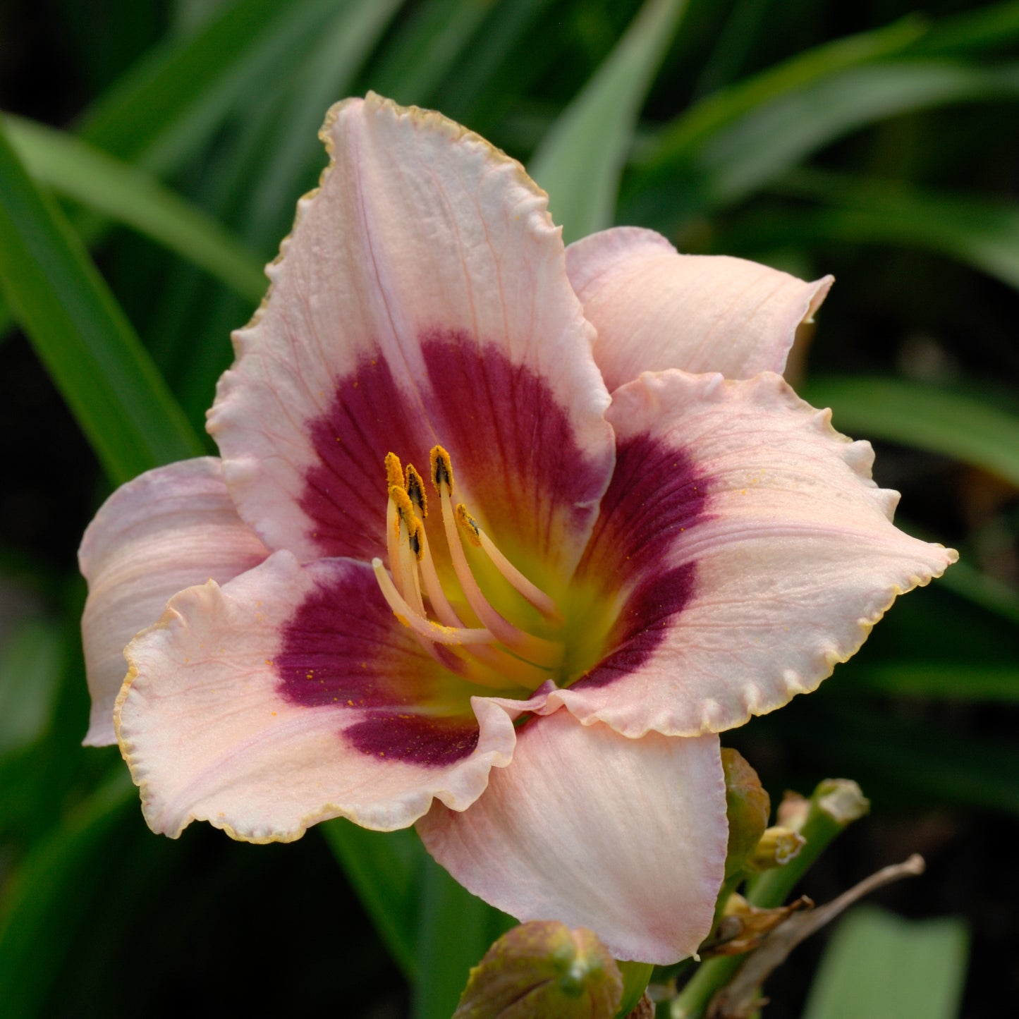 Wineberry Candy Daylily