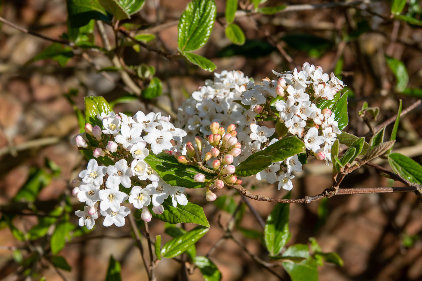 Spice Island Viburnum
