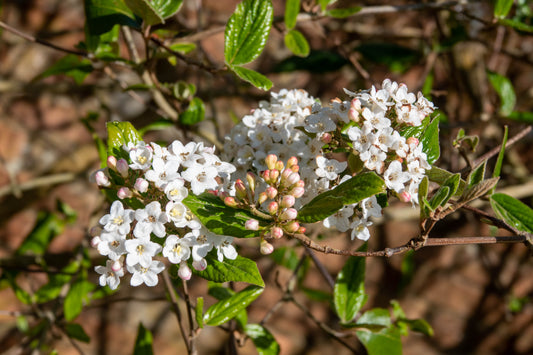 Spice Island Viburnum