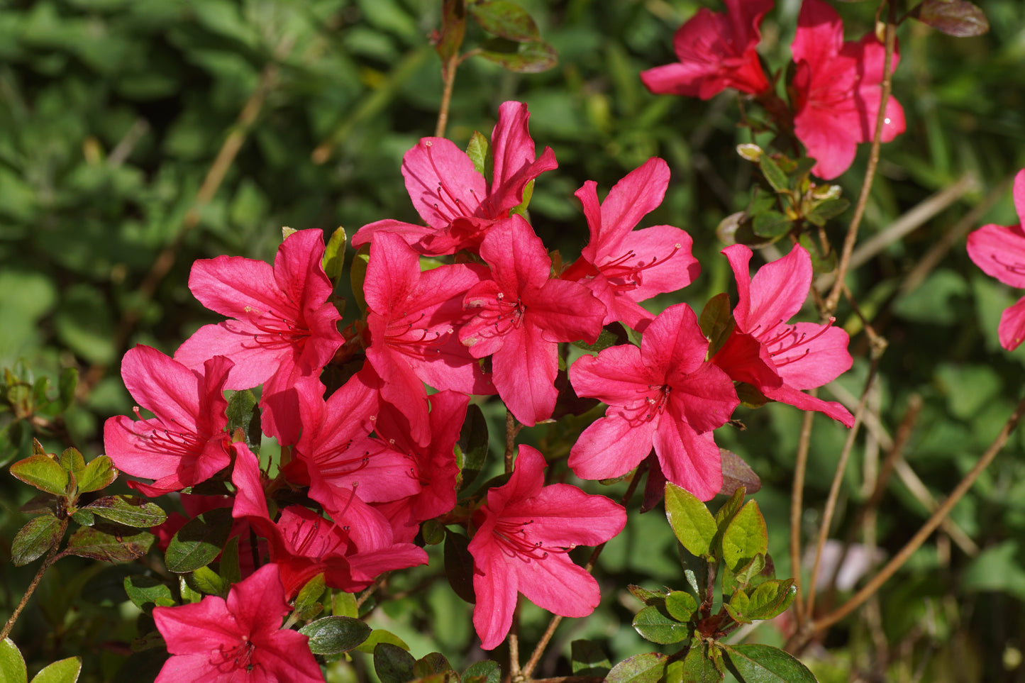 Girard’s Rose Azaleas Bud ‘N Bloom