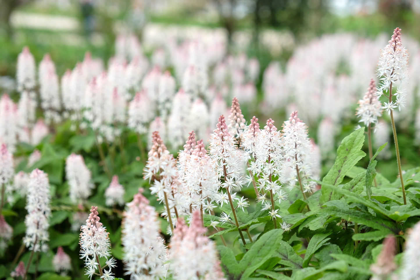 Ontario Natives - Foamflower