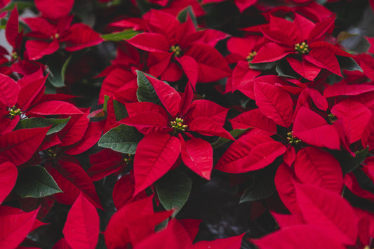 Poinsettia - Red