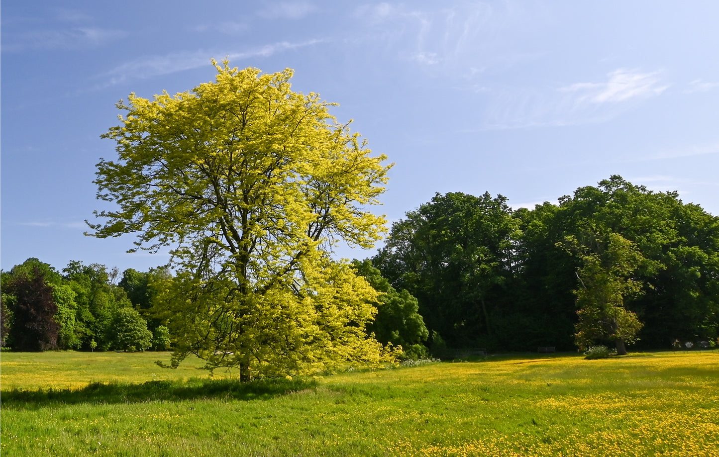 Skyline Honeylocust
