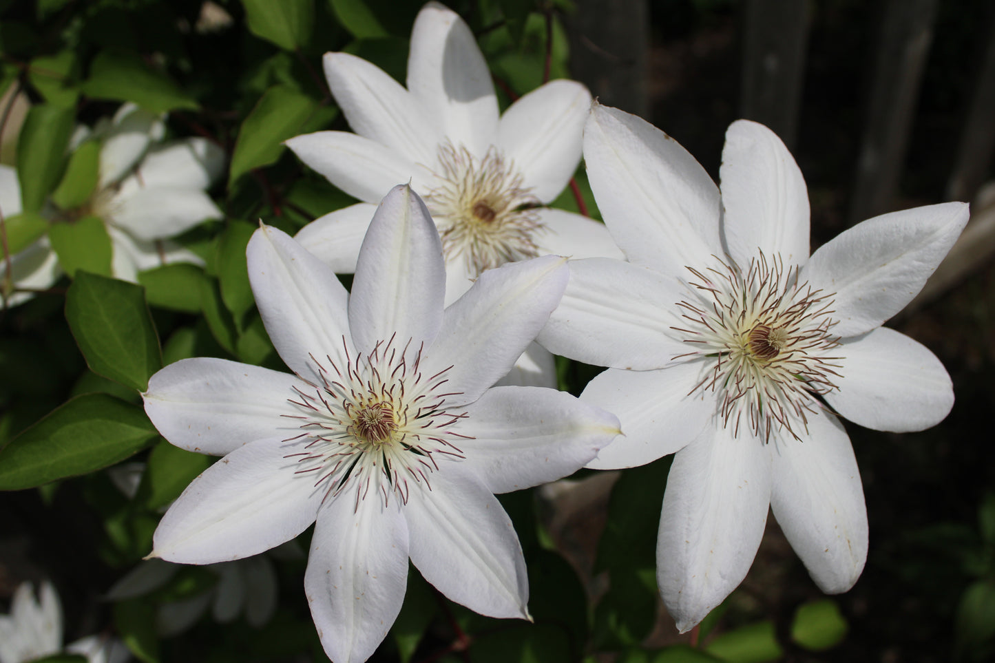 Clematis