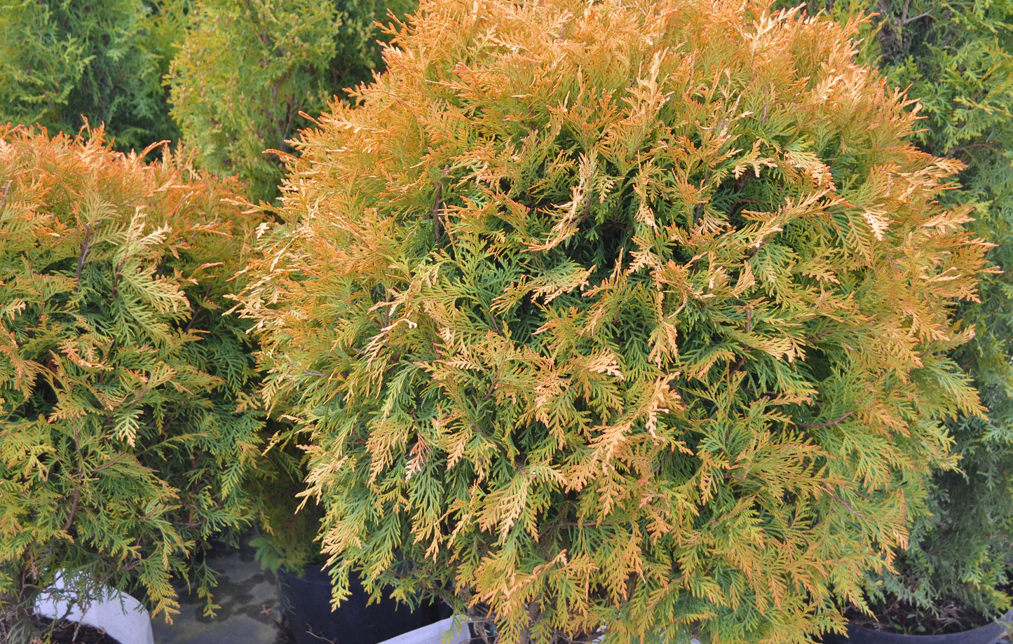 Golden Globe Eastern Cedar