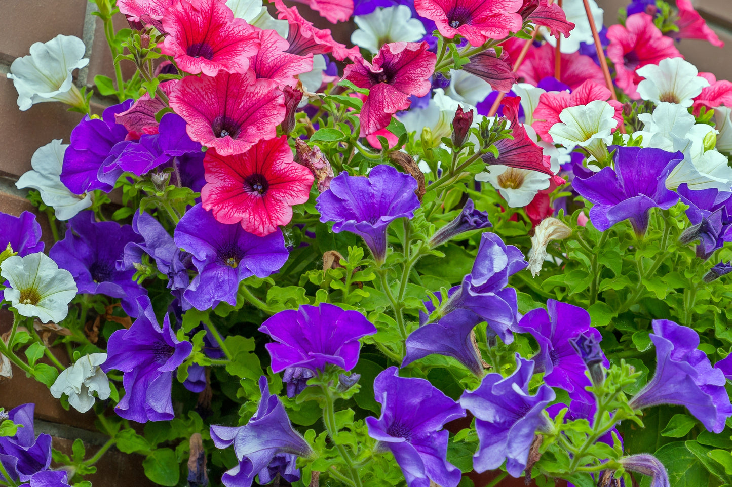 Double Glorious Mix Petunia
