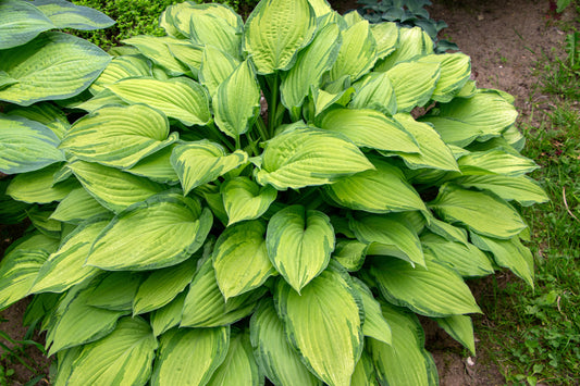 Inniswood Hosta