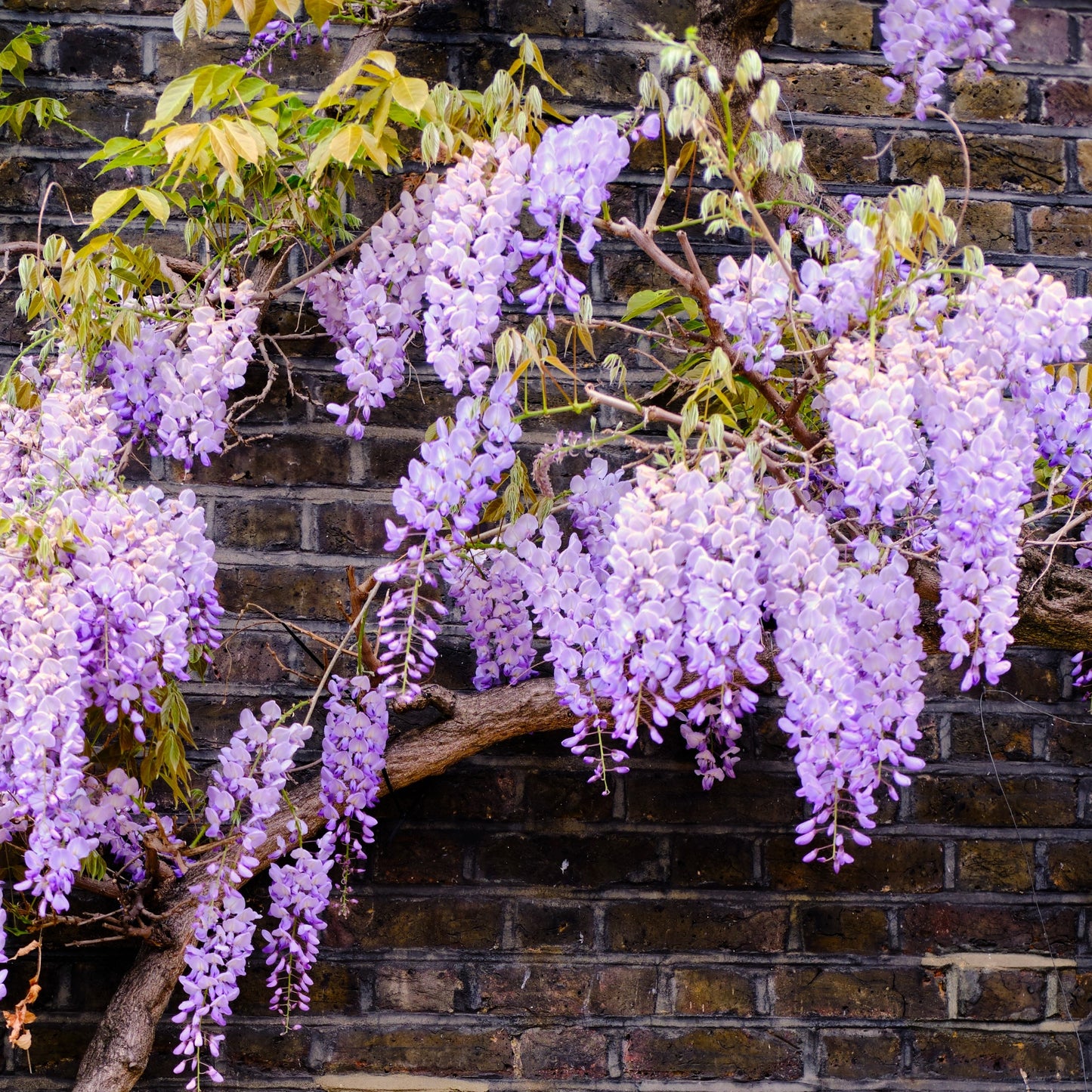 Wisteria macrostachya Aunt Dee