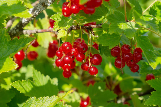 Red Currant