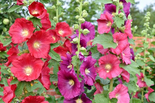 Fig Leaved Hollyhock