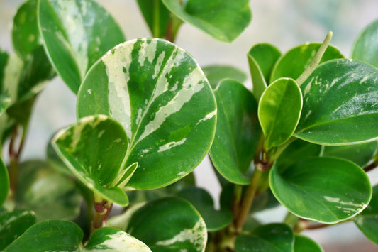 Assorted Peperomia