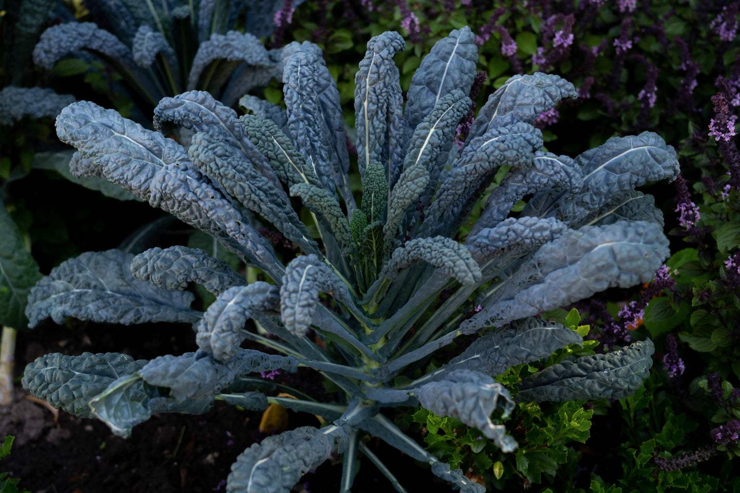 Black Kale