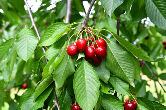 Prunus cerasus 'Meteor' Cherry