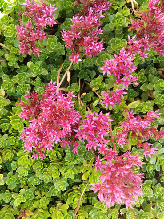 Summer Glory Sedum