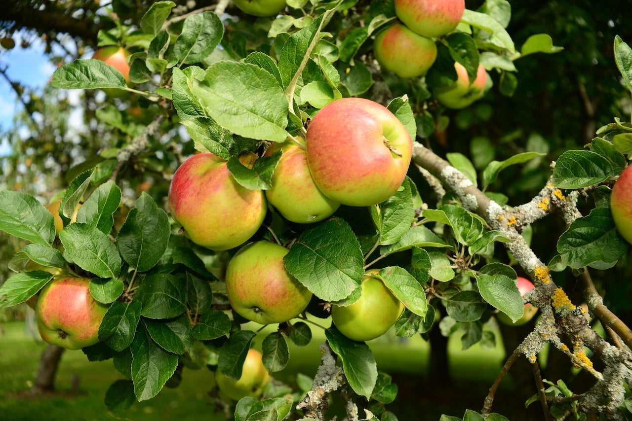 Malus domestica 'Honeycrisp' Apple