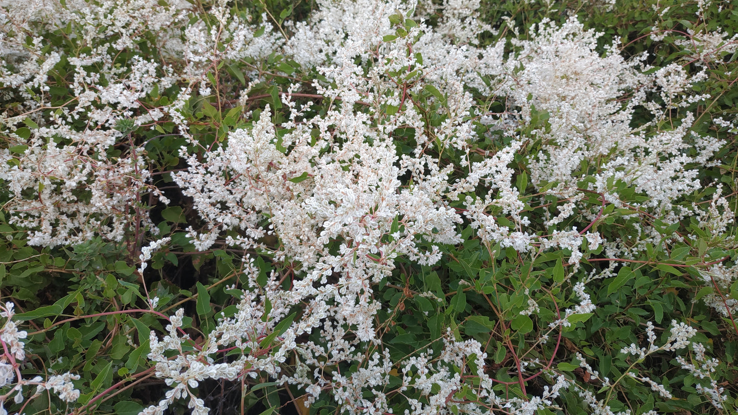 Polygonum Aubertii