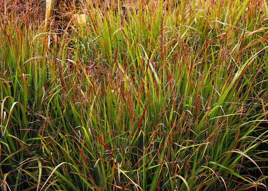 Prairie Fire Red Switch Grass